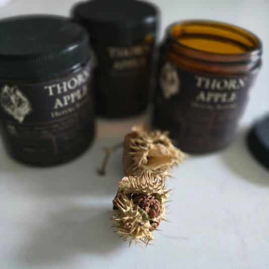 Thorn Apple